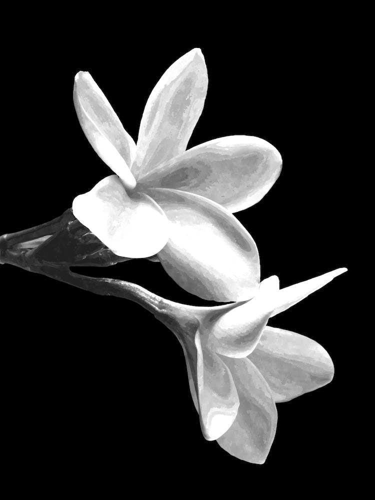 Black and White Flowers