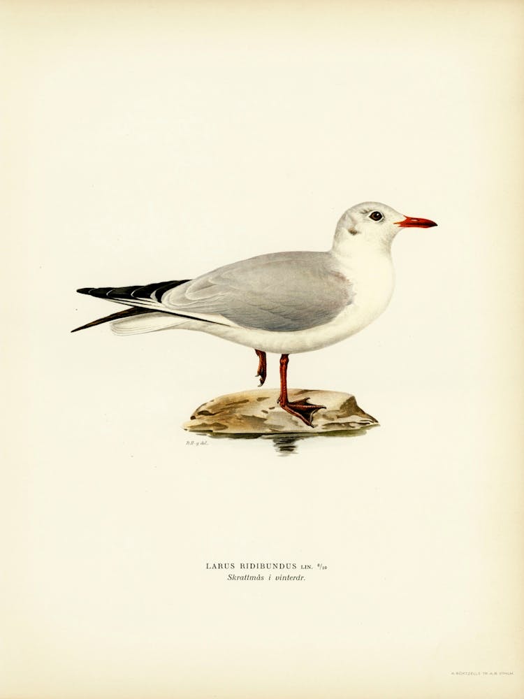 Black Headed Gull, The Von Wright Brothers 1
