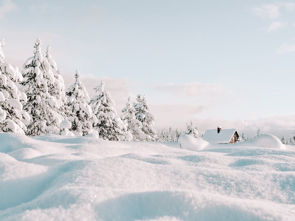 Snowy Landscape With Trees