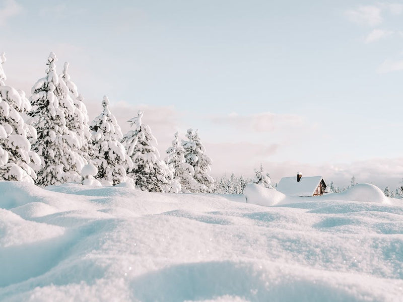 Snowy Landscape With Trees