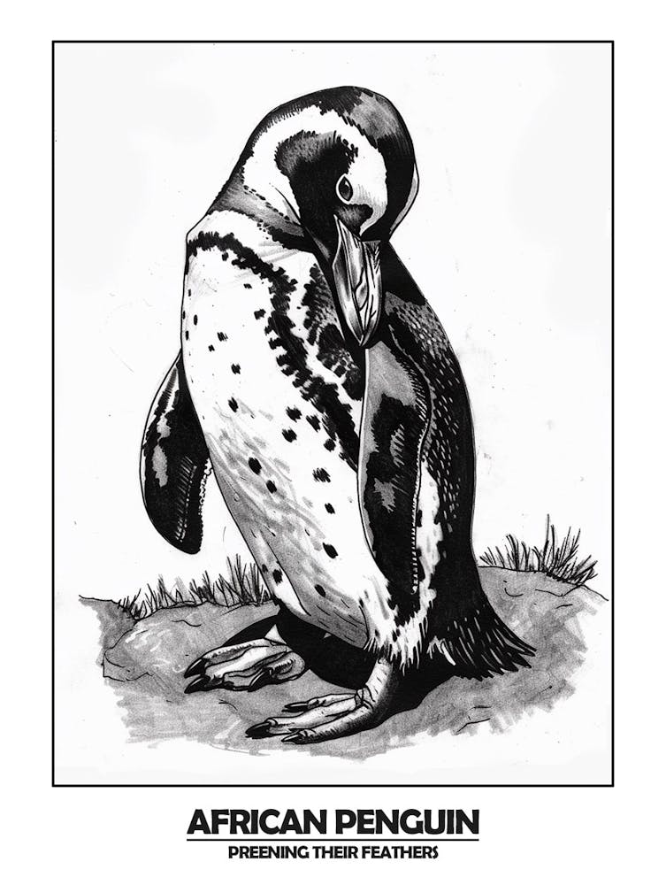 Penguin Preening Their Feathers Poster 1