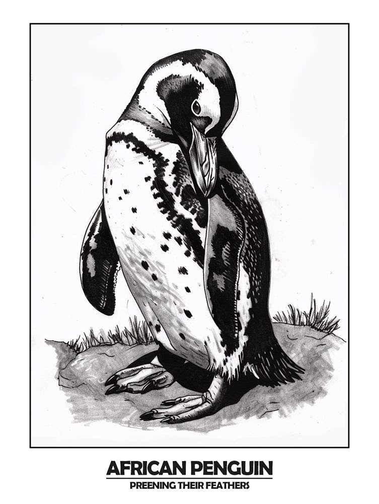 Penguin Preening Their Feathers Poster 1