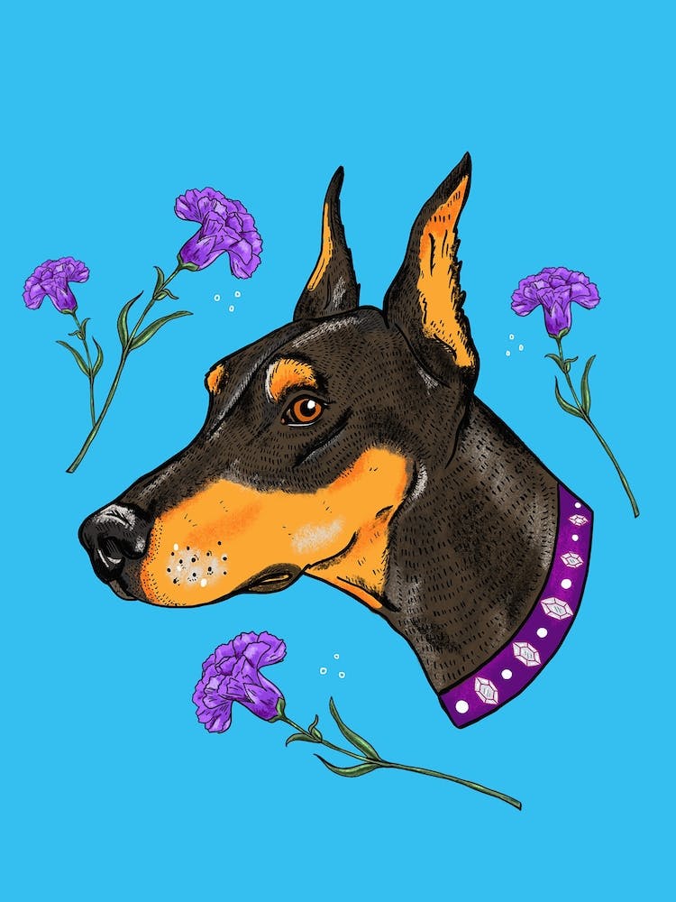 Pinscher