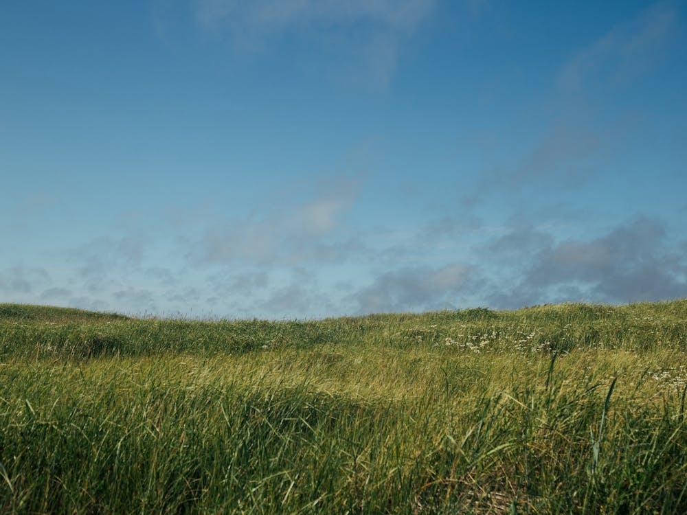 Grassy Field