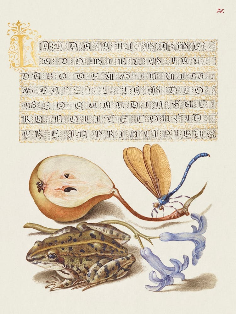 Common Pear, Lake Demoiselle, Moor Frog, And Hyacinth From Mira Calligraphiae Monumenta, Joris Hoefnagel