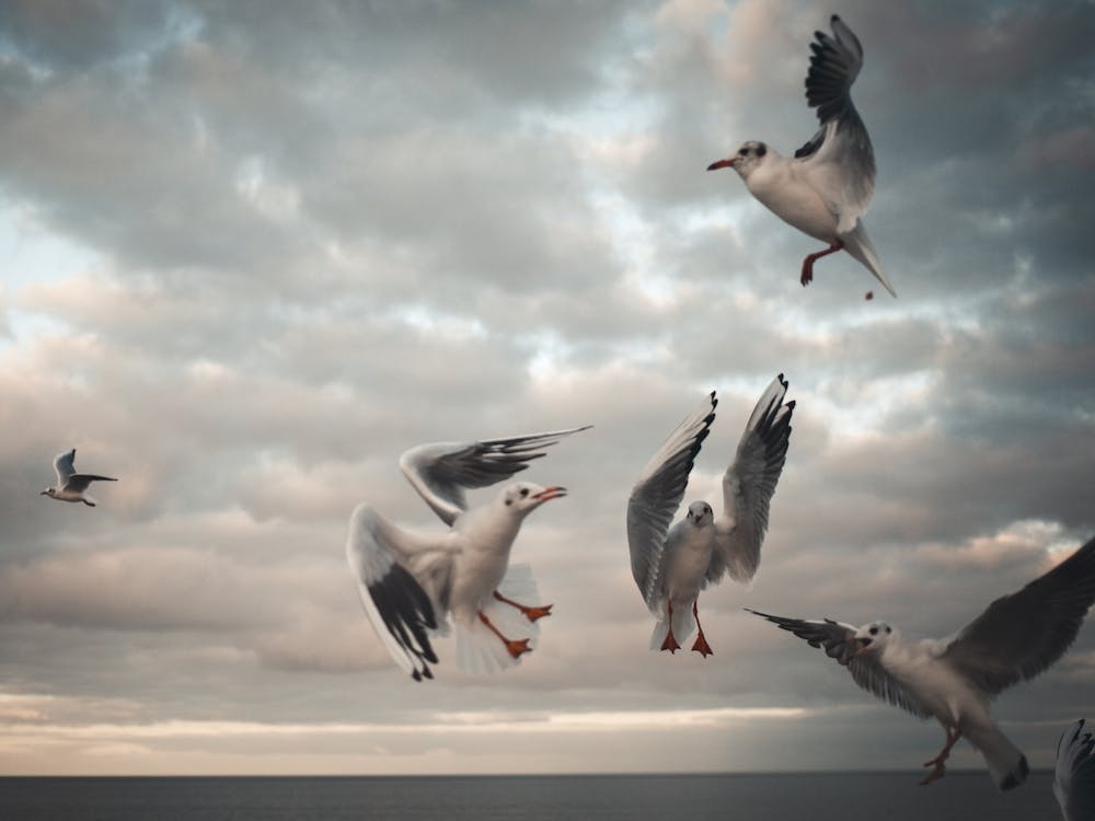 Seagull Iv