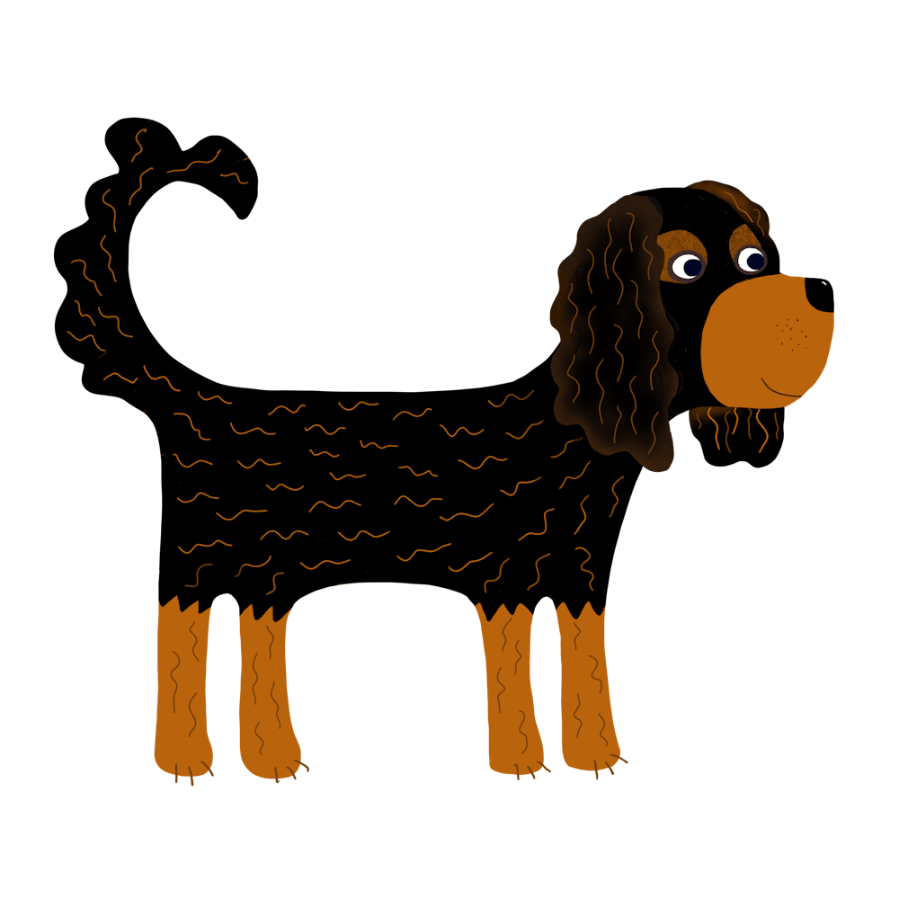 Cavalier King Charles Spaniel Black Tan