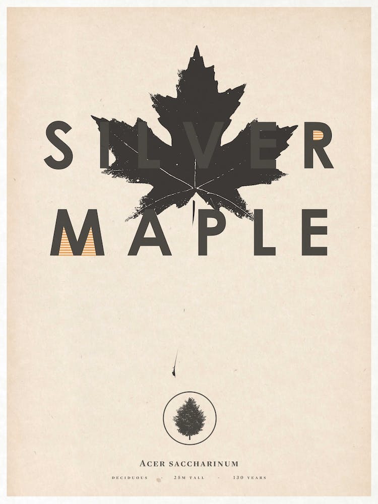 Silver Maple