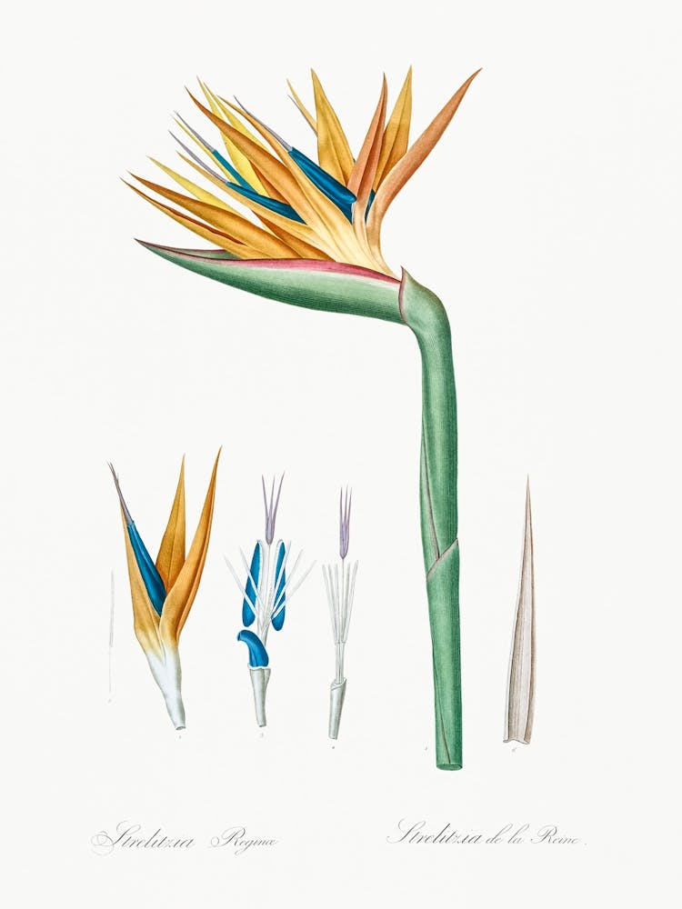 Bird Of Paradise, Pierre Joseph Redoute