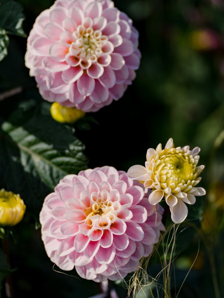Dahlias Roses