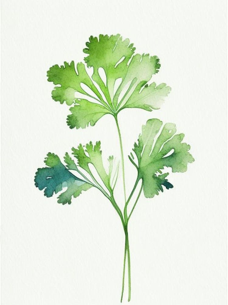 Parsley Leaf Minimalist Watercolour 2