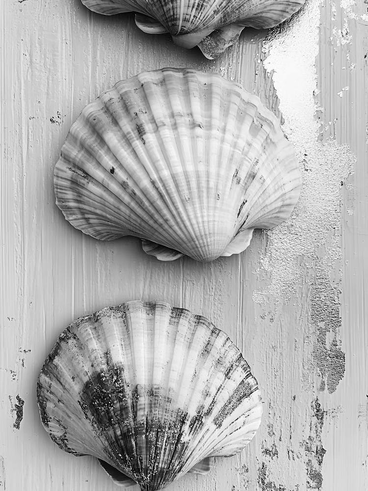 Black And White Shells