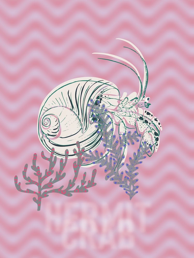 Sea Life Hermit Crab