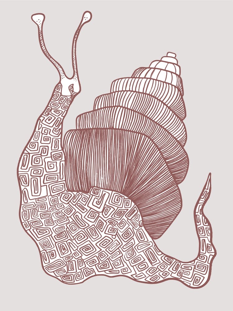 Snail Drawing