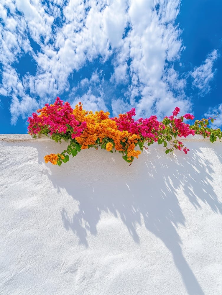 Bougainvillea Flowers