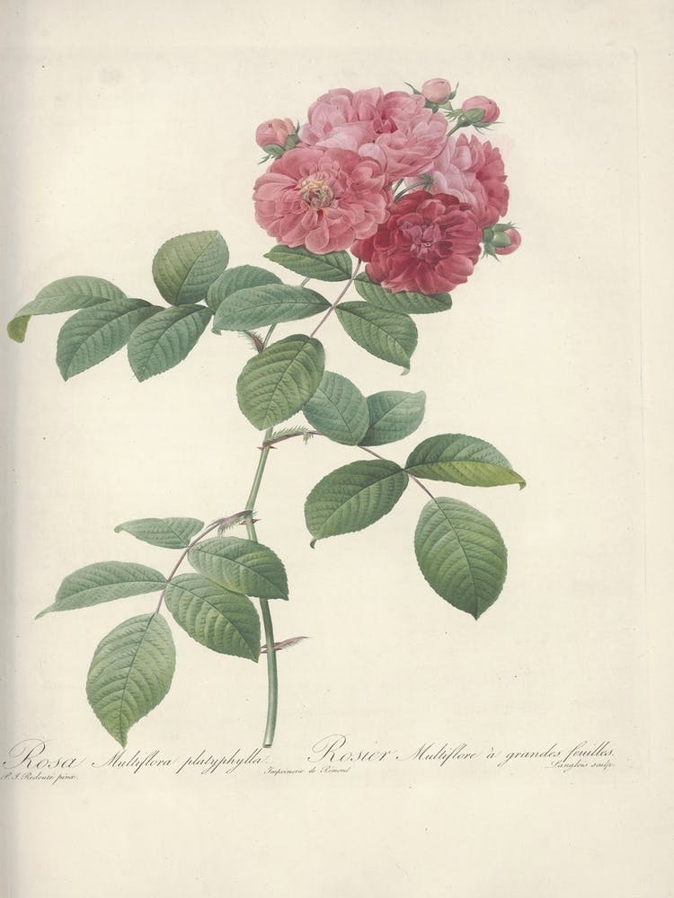 Rose Illustration, Pierre Joseph Redoute (3) 1