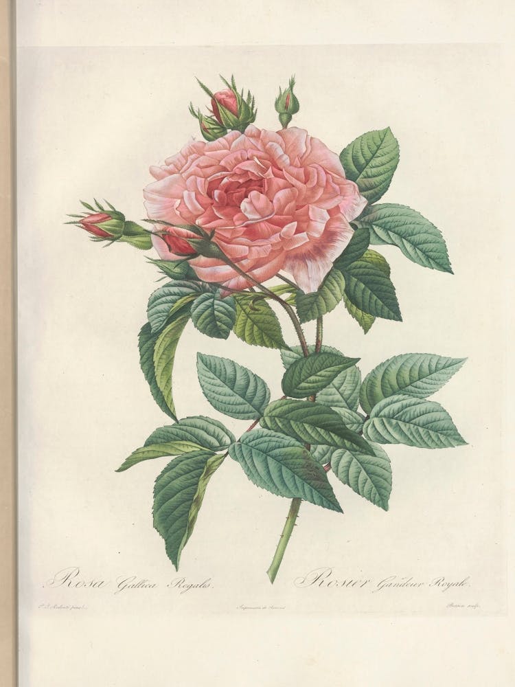 Rose Illustration, Pierre Joseph Redoute (3)