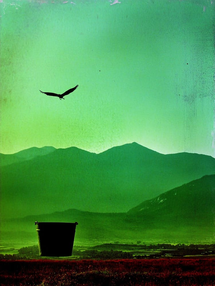 Bird In The Sky