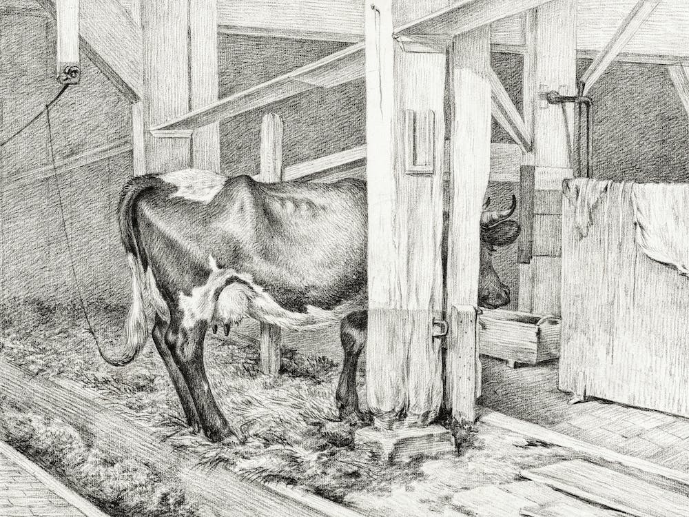 Standing Cow (1812), Jean Bernard