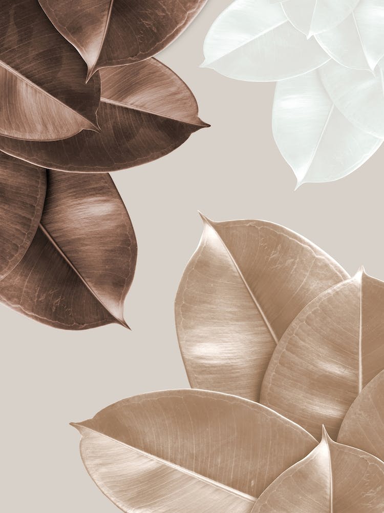 Brown Leaves