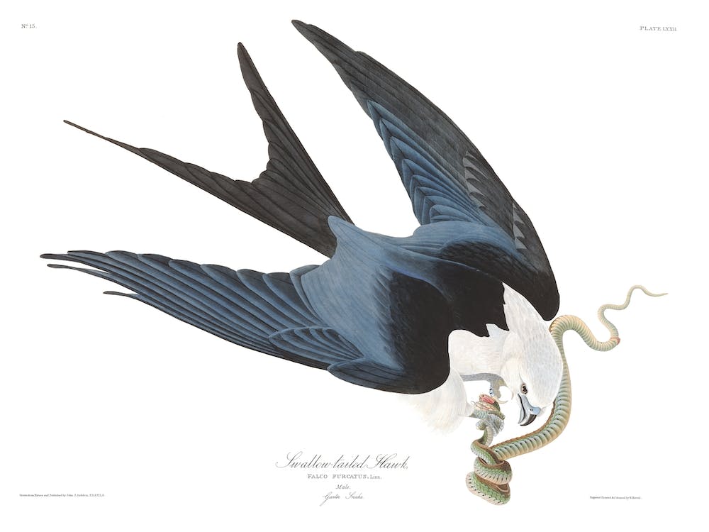 Swallow Tailed Hawk