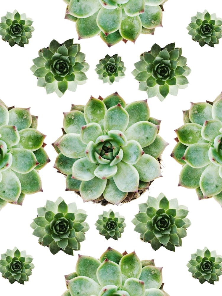 Succulents Starshape