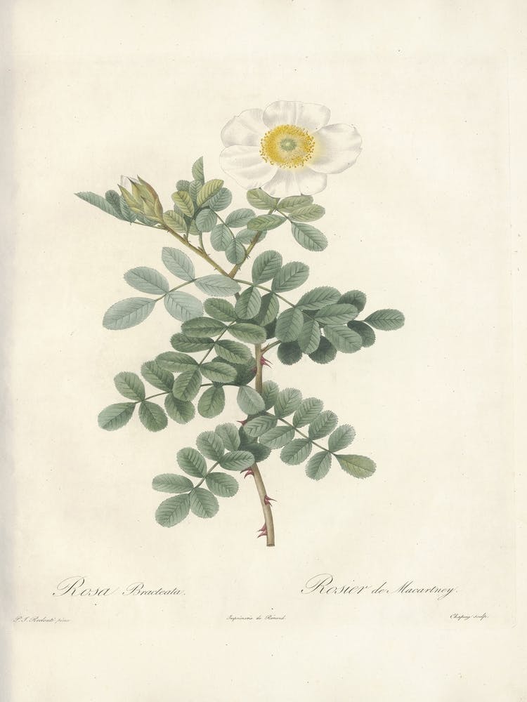 Rose Illustration, Pierre Joseph Redoute, Pierre Joseph Redoute(151)