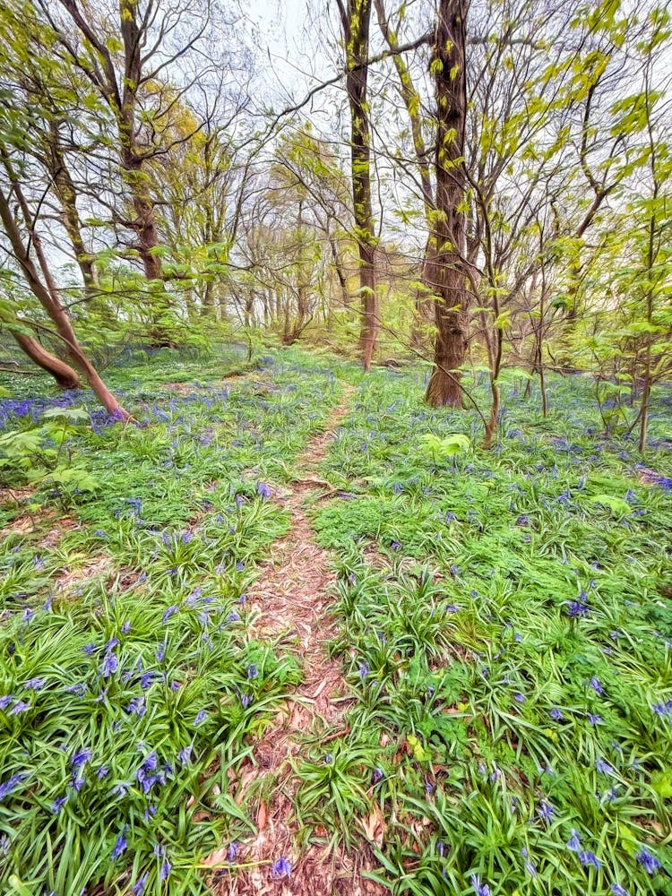 Woodland Track Through Bluebells