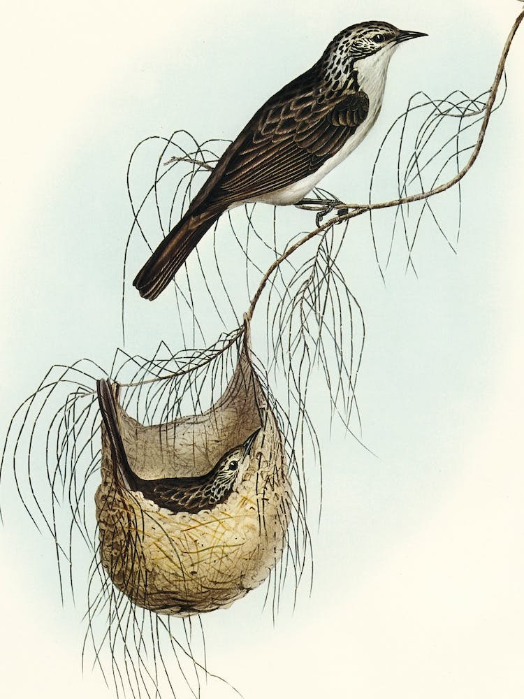 Bird On Nest by Elizabeth Gould