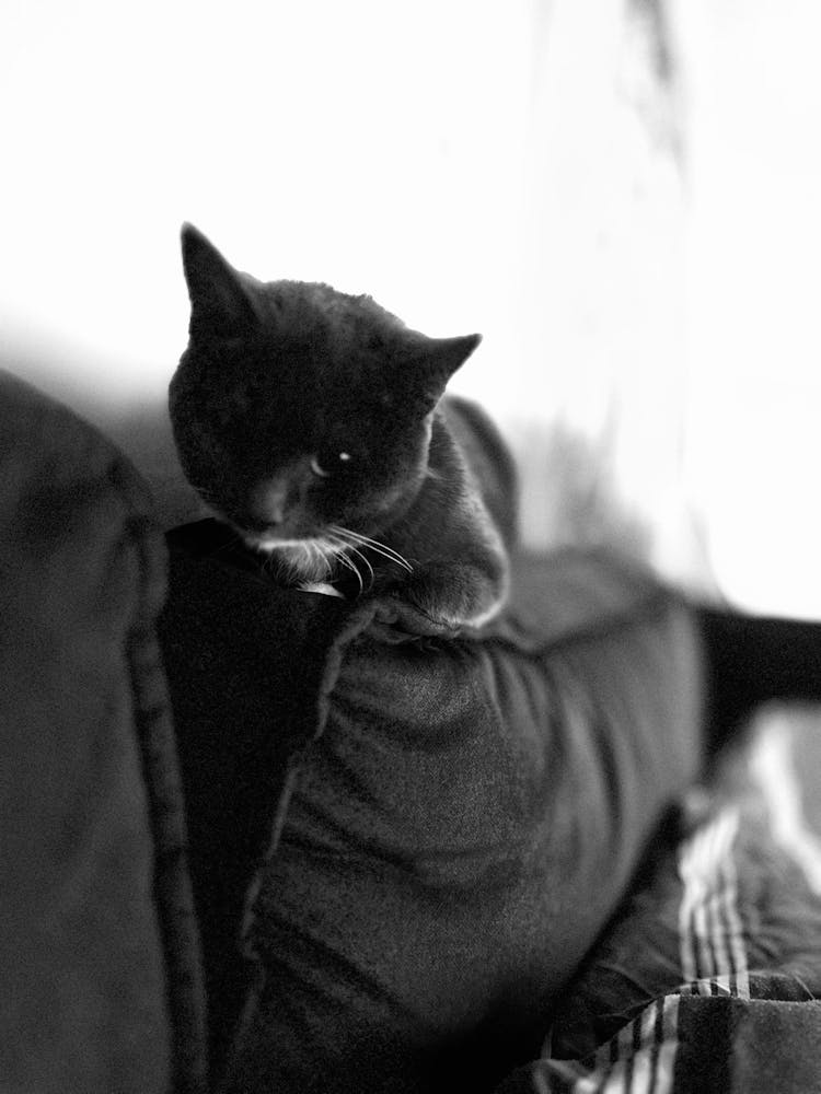 Cat On A Couch