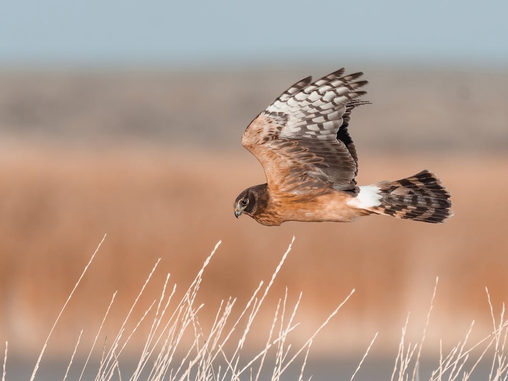 Coopers Hawk Hunting