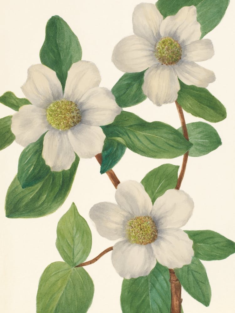 Vintage Botanical Mary Vaux Walcott _2732416