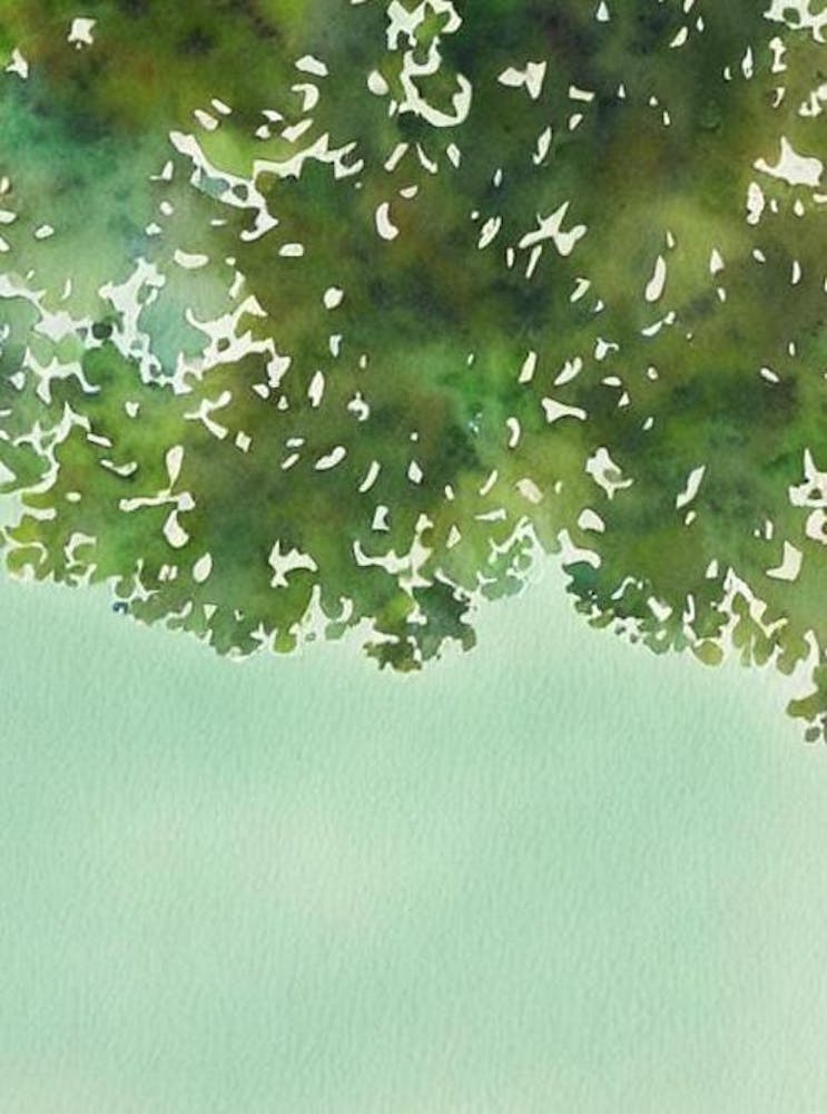 Acropora Spathulata Ii Storybook Watercolour