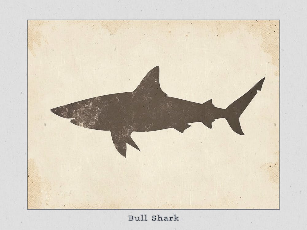 Bull Shark Grey Silhouette 7 Poster