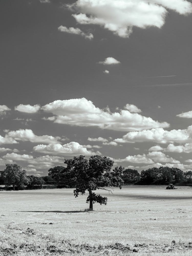 Lone Tree In A Field