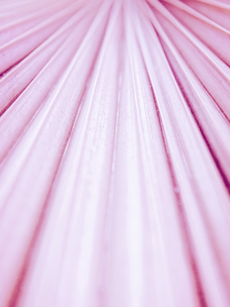 Pink Palm