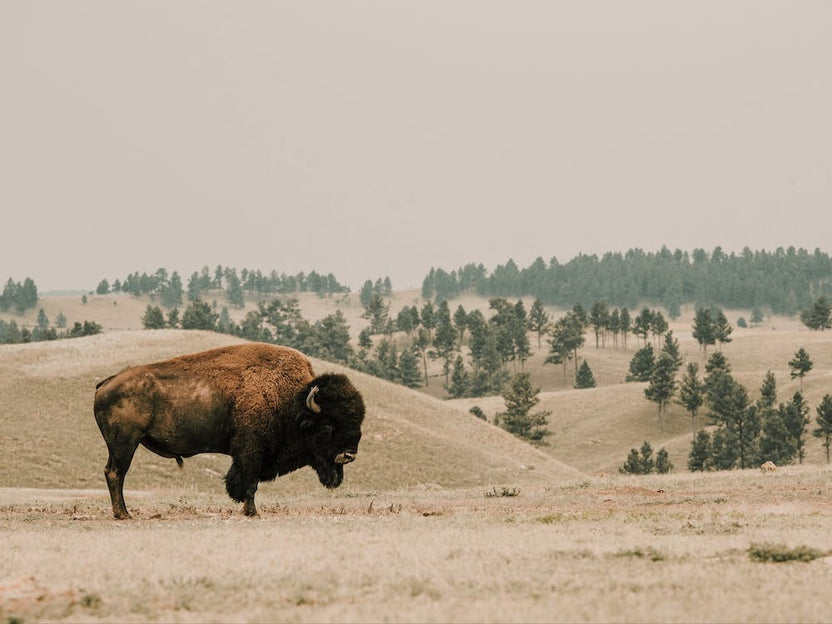Wyoming Bison