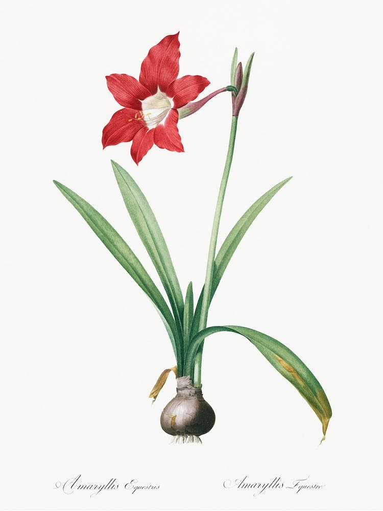Hippeastrum Illustration From Les Liliacées, Pierre Joseph Redouté