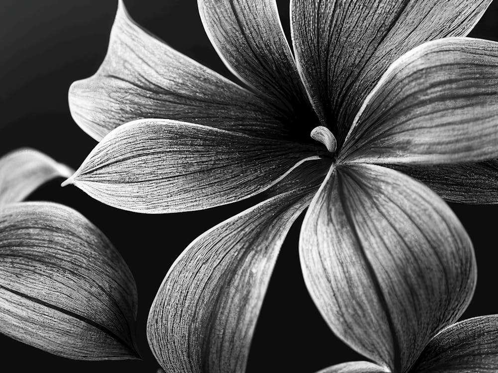 Black And White Flowers 114