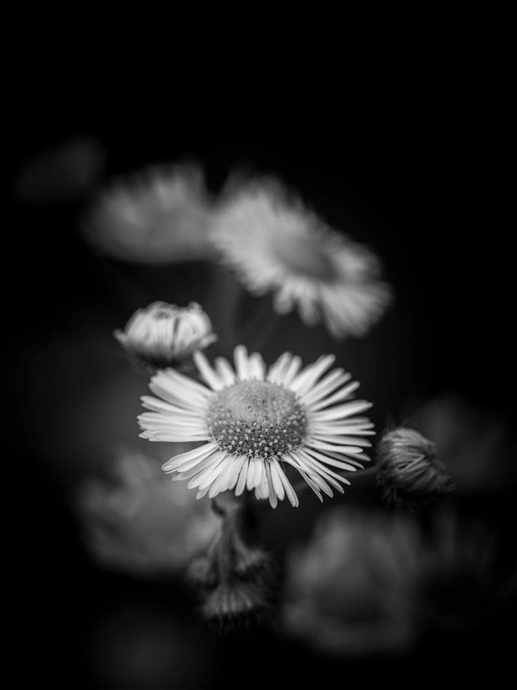 without darkness there can be no light Black & White