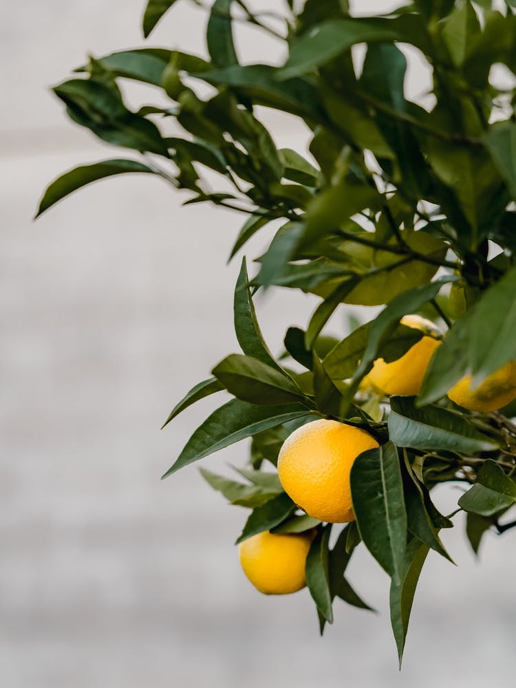 Italian Lemon Tree | Colorful travel photography