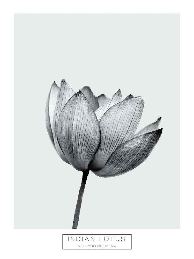 Minimalist Black and White Indian Lotus