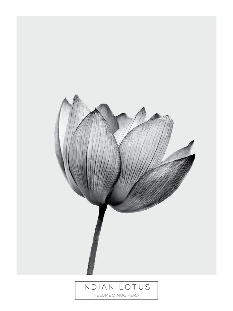 Minimalist Black and White Indian Lotus