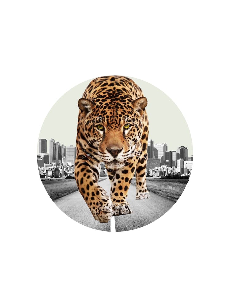 Leopard Collage