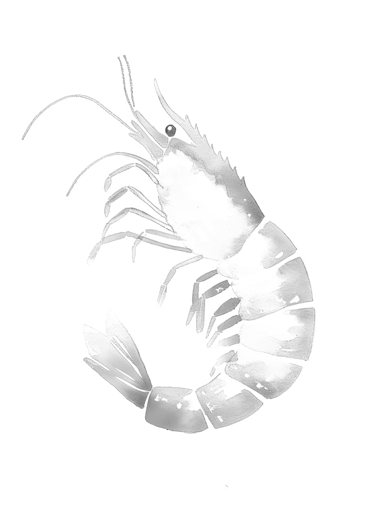 Prawn 1