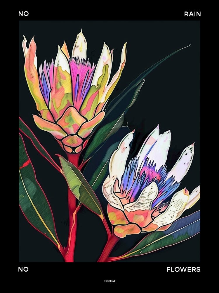 No Rain No Flowers Poster Protea 3