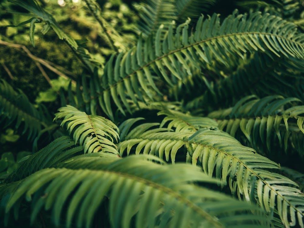 Ferns