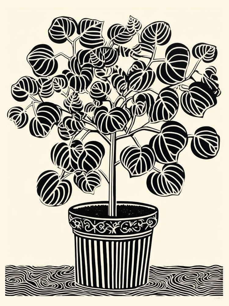 B&W Plant Illustration Rubber Plant Tineke