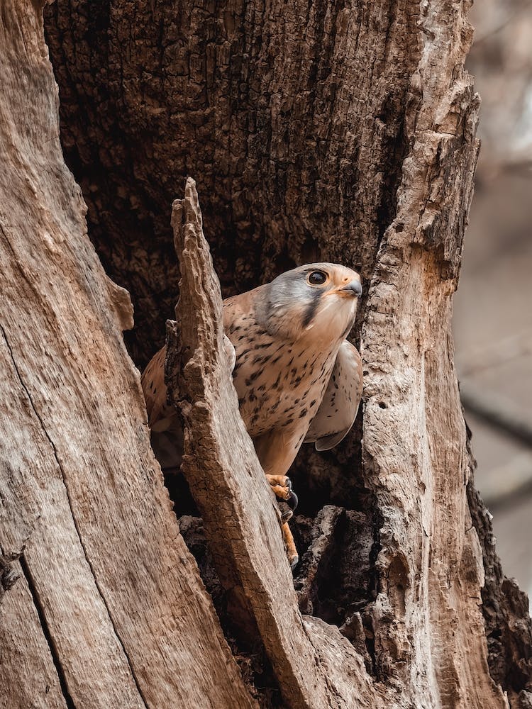 Buse à Queue Rousse Dans un Arbre