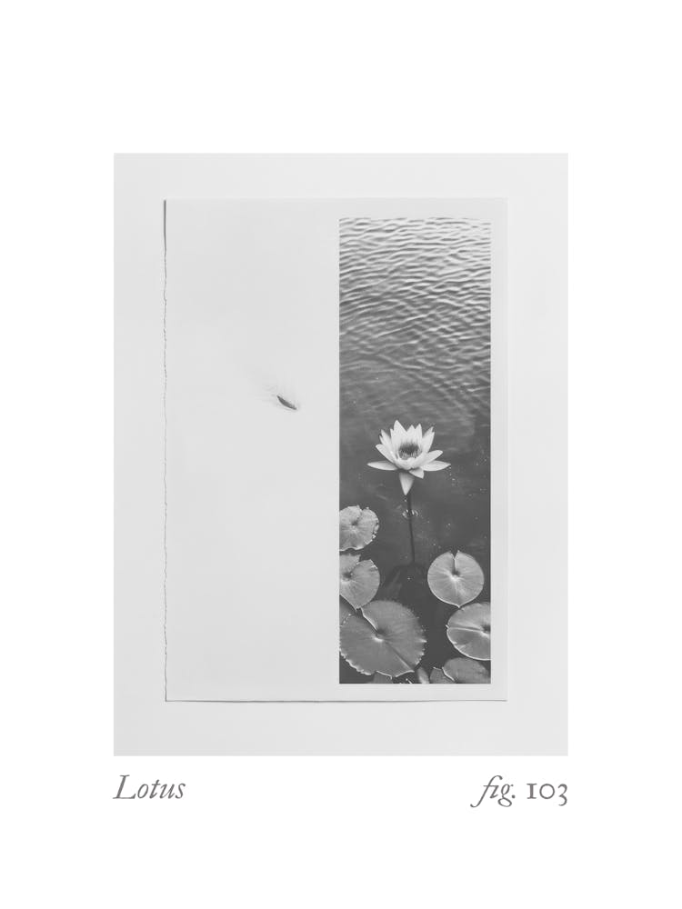 Lotus Botanical Collage 1